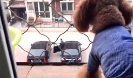 调教狗奴视频,视频背后的真实训练方法与心理洞察